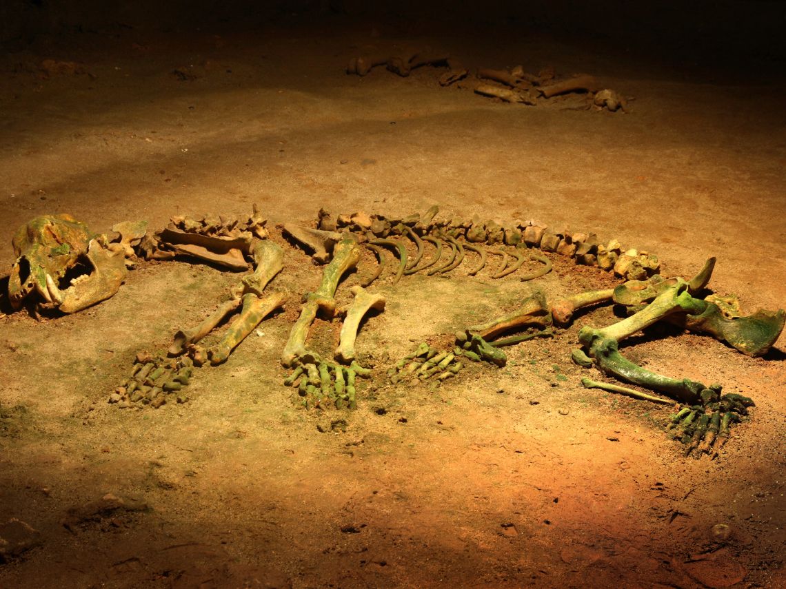 Ursus spelaeus, el oso cavernario. Fósil
