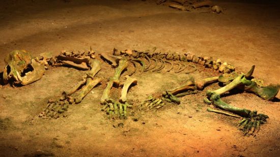 Ursus spelaeus, el oso cavernario. Fósil