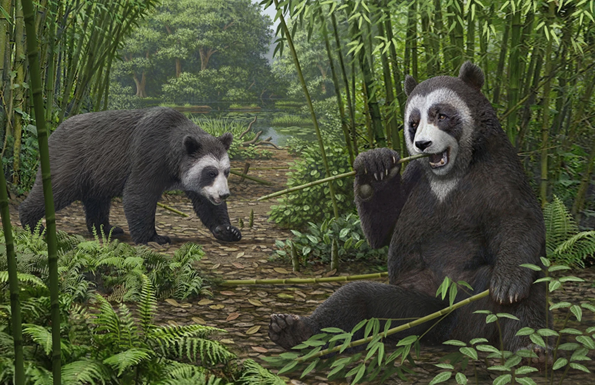 pandas-gigantes