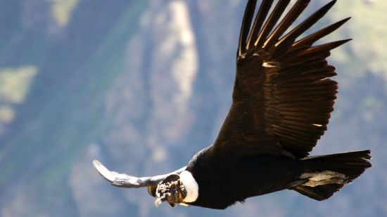 Cóndor de los Andes volando