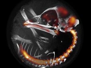 Los pollos escuchan y "piensan" dentro del cascarón