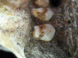 Los Australopithecus sediba vivían en bosques, comiendo frutas y cortezas