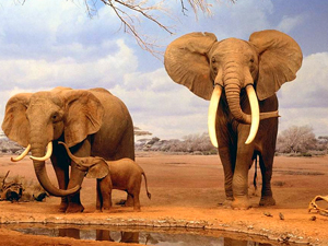 Descubren cómo emiten infrasonidos los elefantes