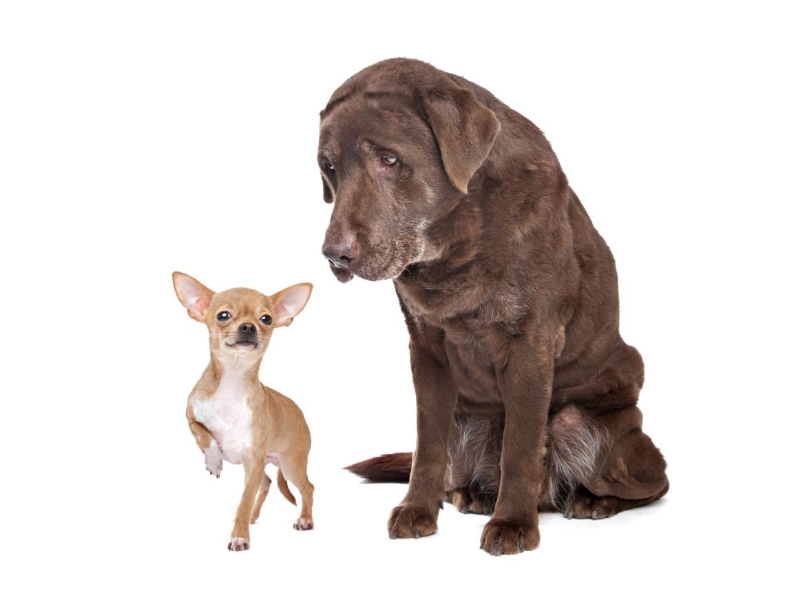 Un perro pequeño y un perro grande