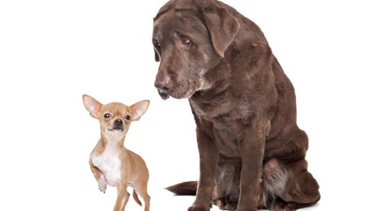 Un perro pequeño y un perro grande