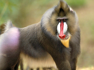 Los líderes se curan antes