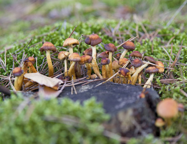 Hongo Psilocybe cubensis