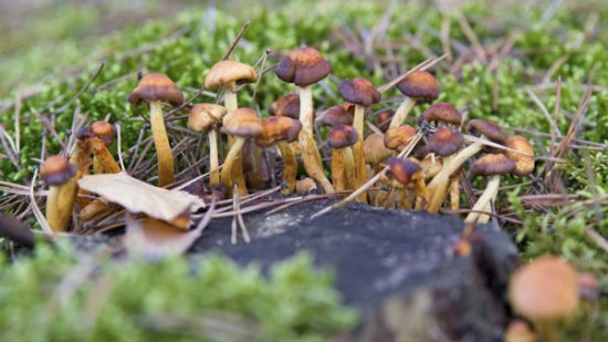 Hongo Psilocybe cubensis