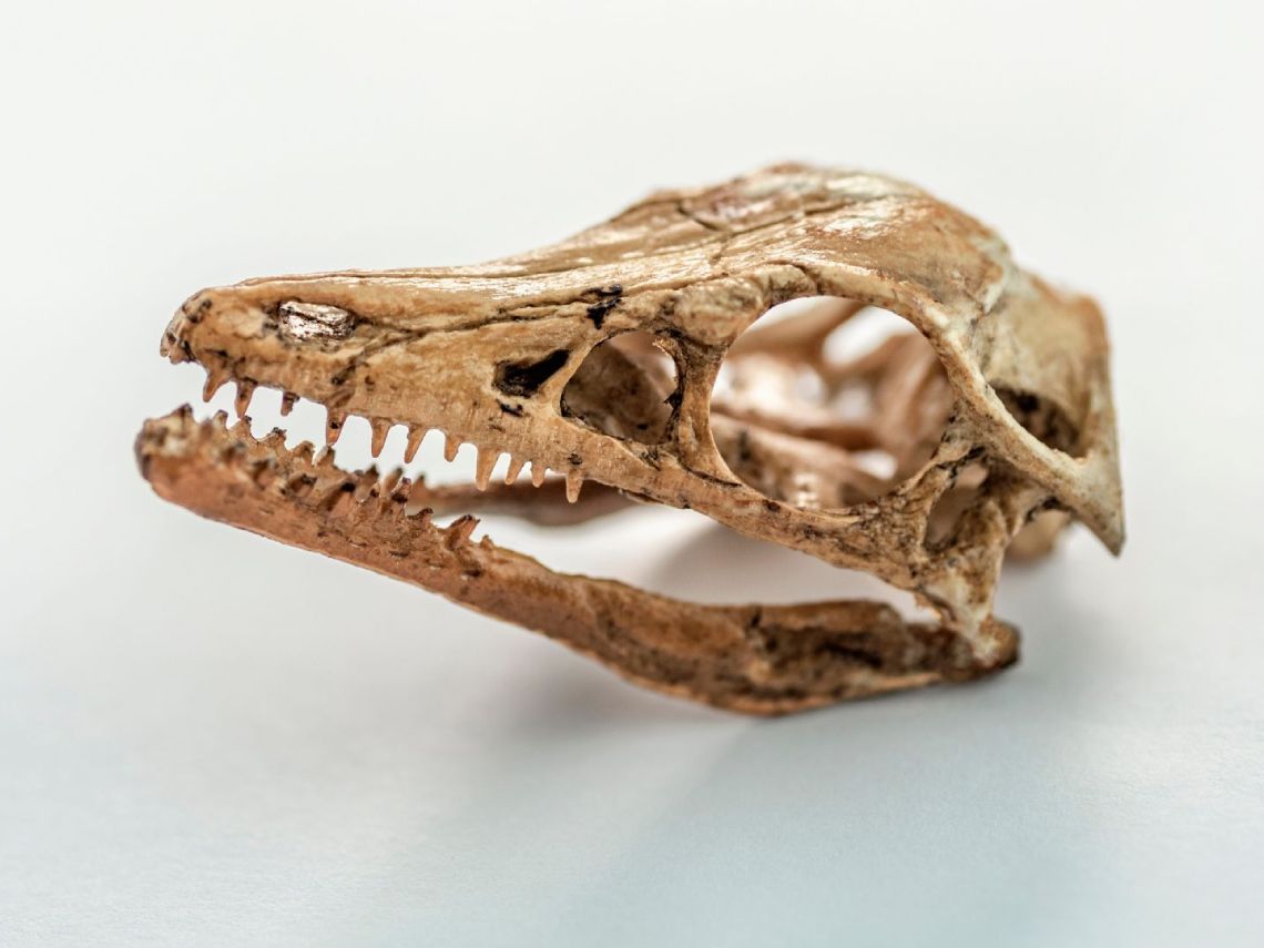 Cráneo Prehistórico