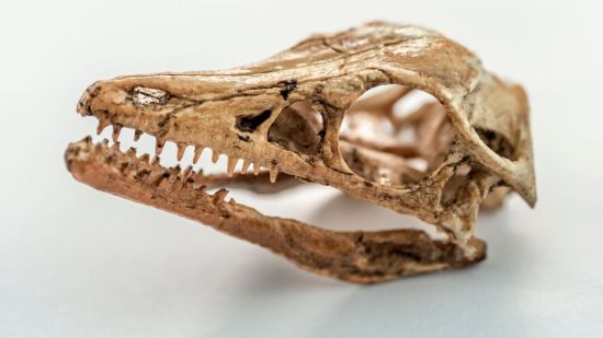 Cráneo Prehistórico