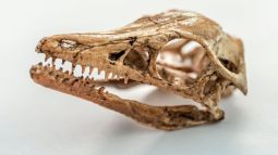 Cráneo Prehistórico