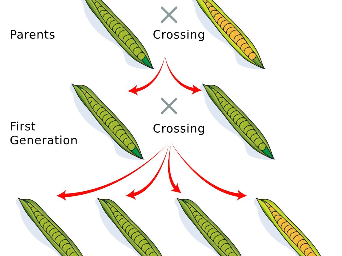 Leyes de Mendel. Guisantes dibujo