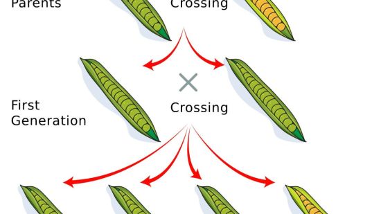 Leyes de Mendel. Guisantes dibujo