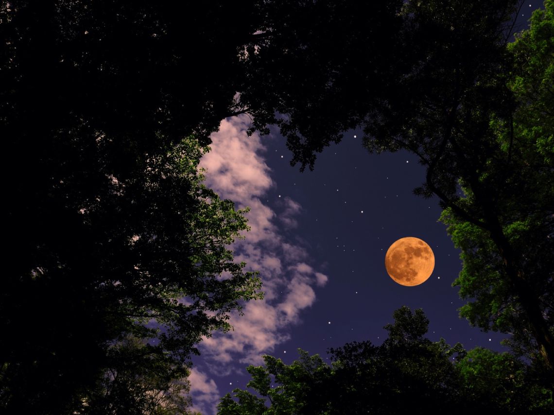 Luna brillando sobre el bosque