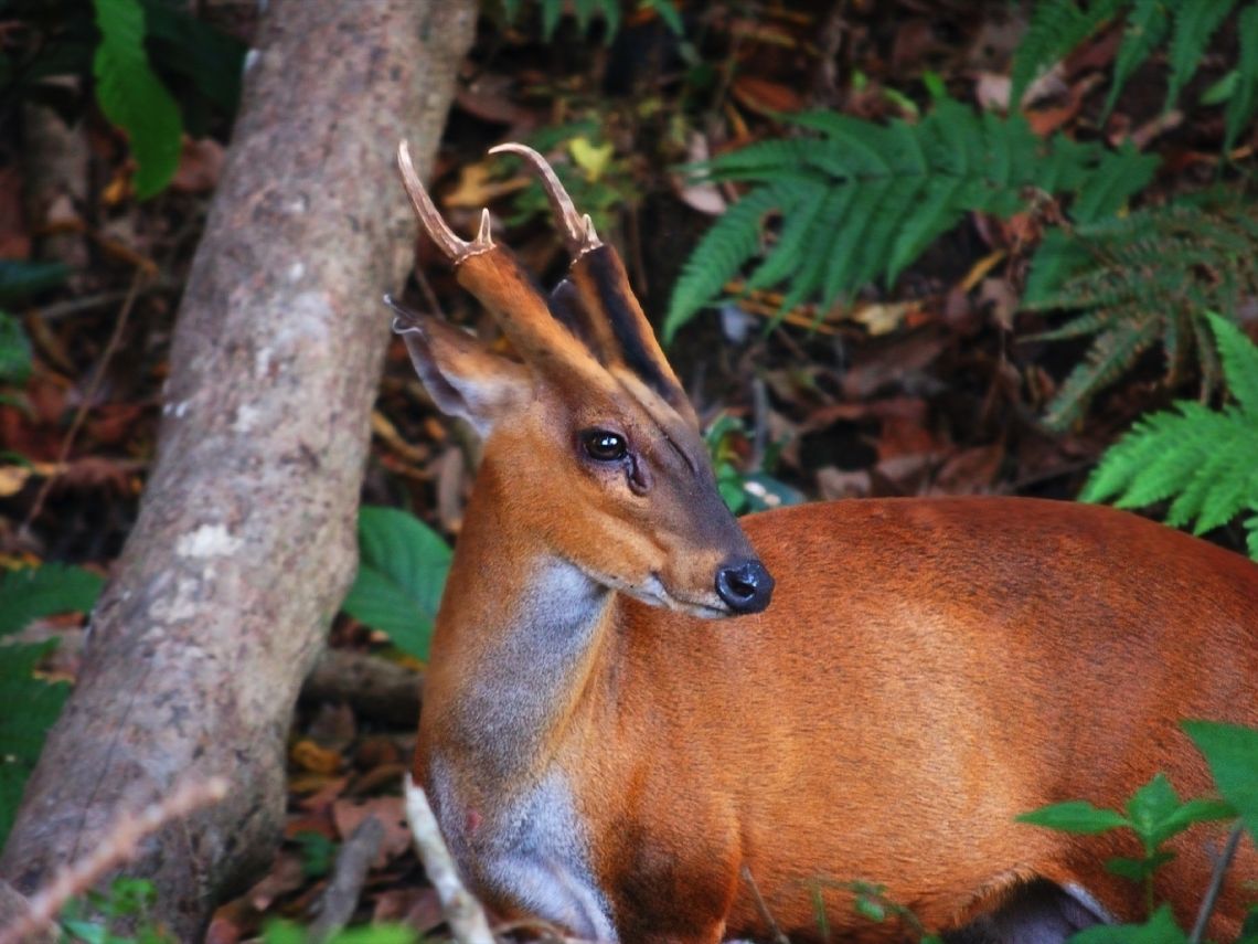 Muntiacus muntjak ciervo ladrador