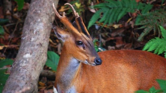 Muntiacus muntjak ciervo ladrador