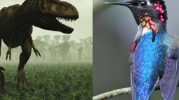 Foto doble. Tiranosaurio y colibrí.