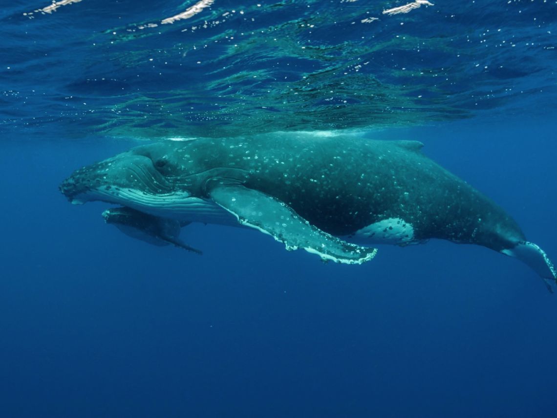 Ballena Jorobada
