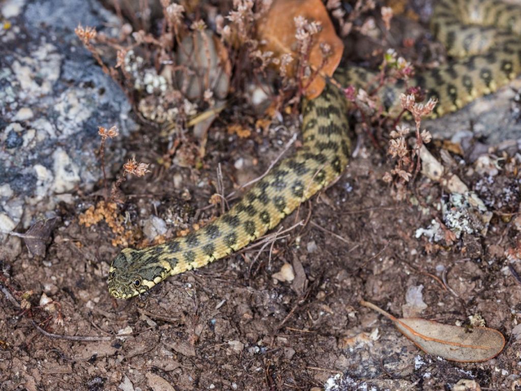 serpientes venenosas España