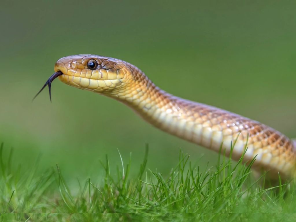 serpientes venenosas España