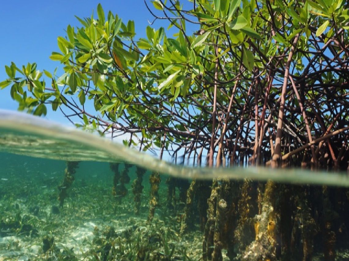 Manglar en Panamá