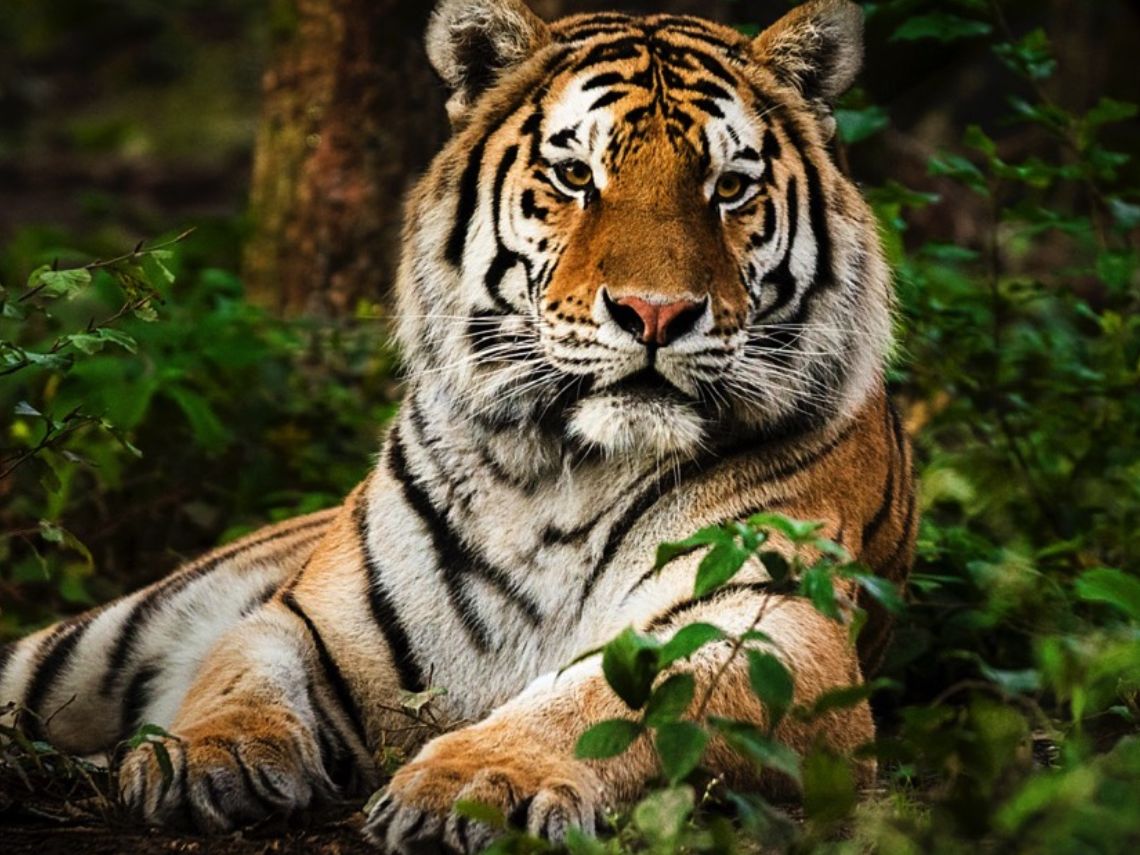 Tigre descansando en un bosque