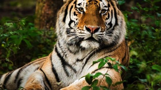 Tigre descansando en un bosque