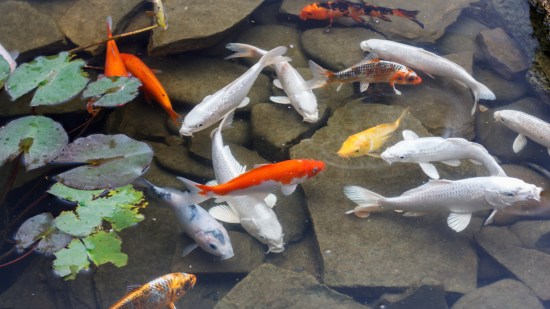 peces koi