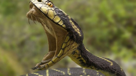 El poder curativo de las serpientes