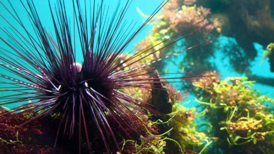 ¿Qué nos dicen los colores del mar?