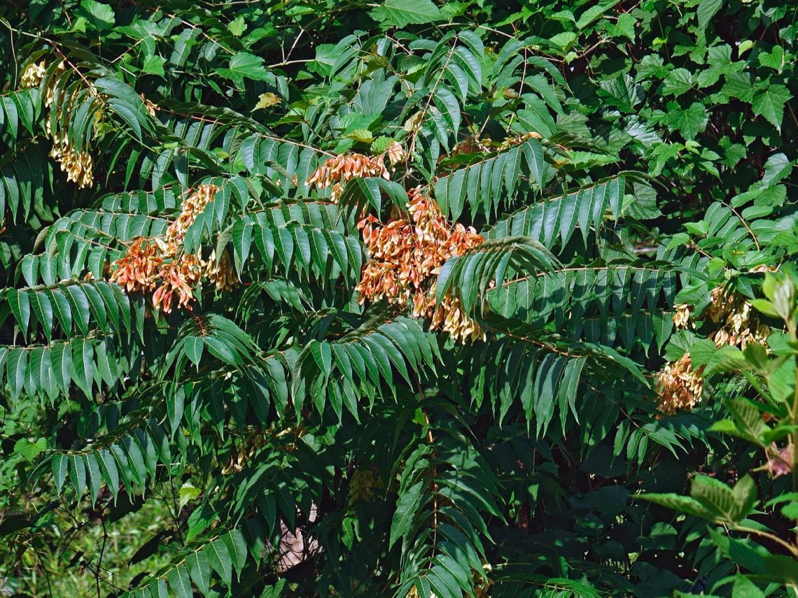 Ailanthus altissima. Árbol del cielo