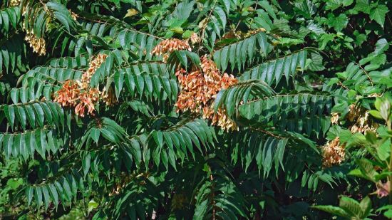 Ailanthus altissima. Árbol del cielo