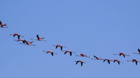 Flamencos migrando