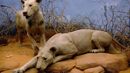 Leones de Tsavo disecados. Leones sin melena