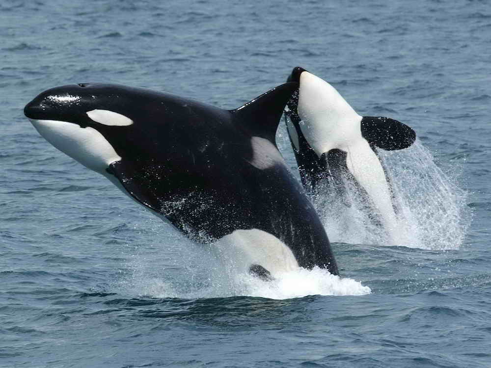 orcas