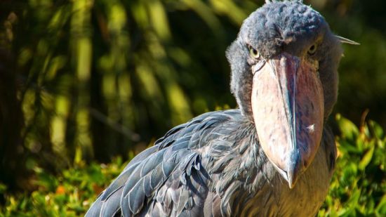 Picozapato mirando fijamente