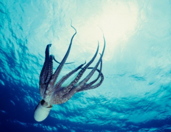 Los pulpos tienen ojos en la piel