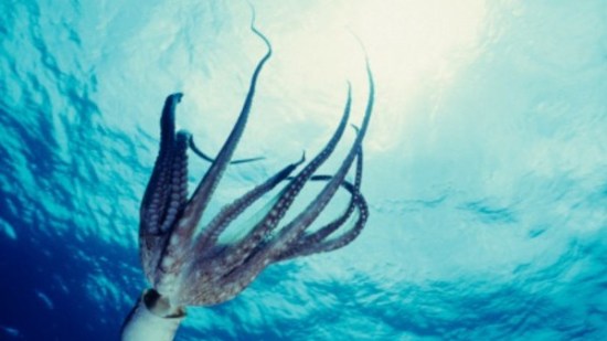 Los pulpos tienen ojos en la piel