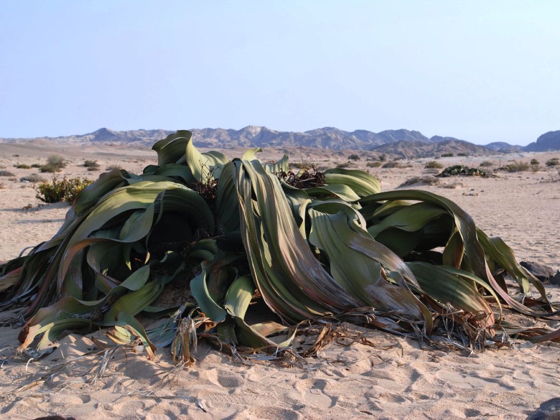 Welwitschia mirabillis de Namibia