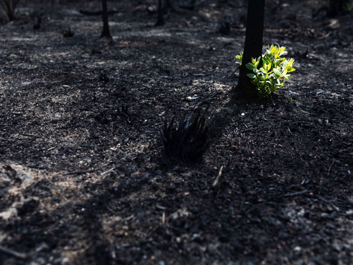 Planta pirofita rebrotando tras un incendio