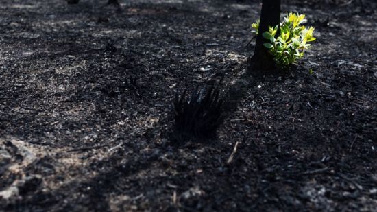 Planta pirofita rebrotando tras un incendio