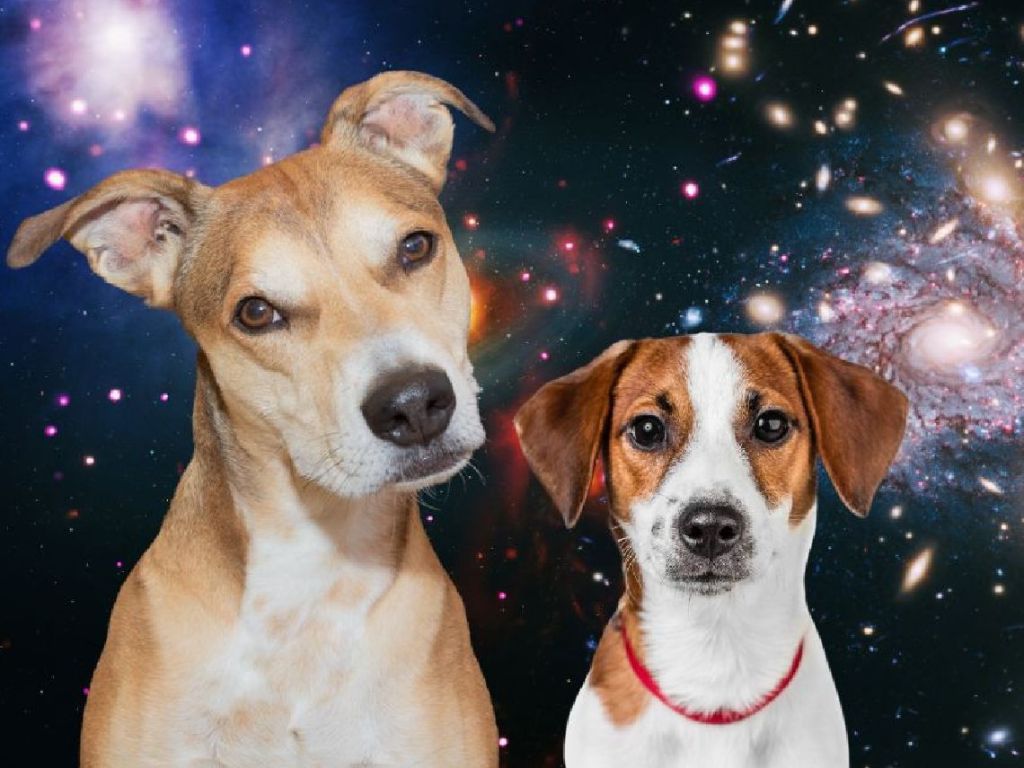 Laika y Escalibur, composición con fondo de estrellas