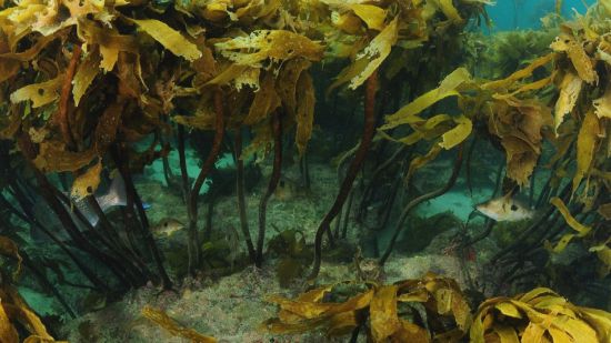 Algas pardas como esta del género ‘Ecklonia’