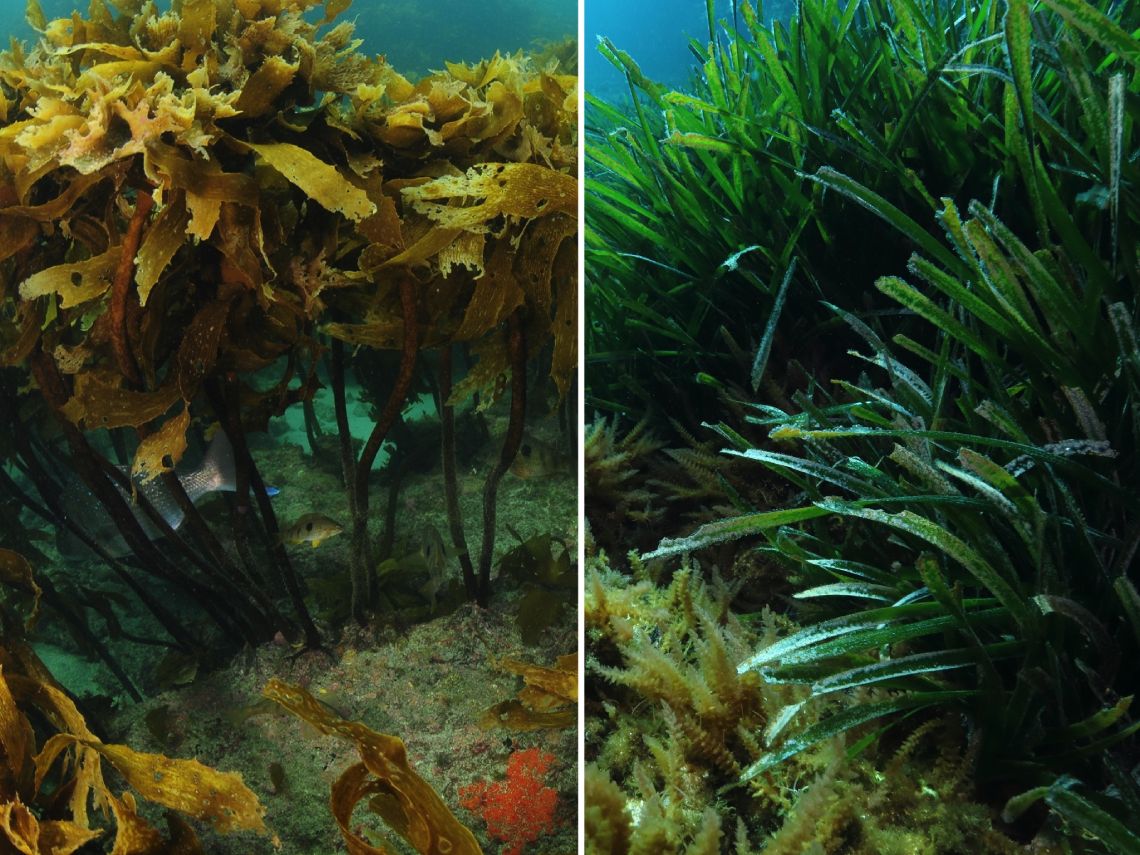 Alga parda kelp junto a planta posidonia