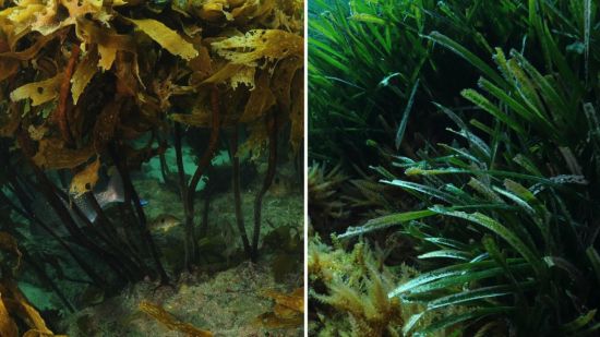 Alga parda kelp junto a planta posidonia