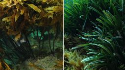 Alga parda kelp junto a planta posidonia