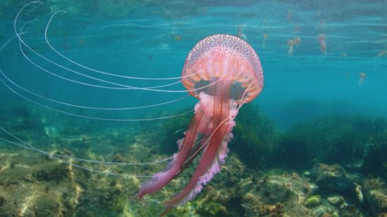 Pelagia noctiluca, la medusa veraniega del Mediterráneo