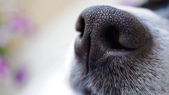 Primer plano de una trufa de un perro