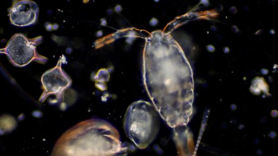 Copepodo y plancton