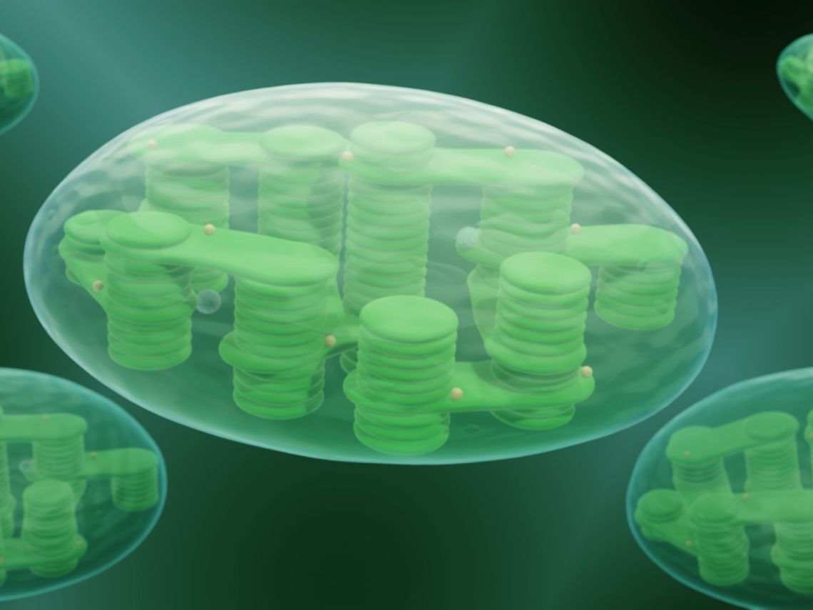 Cloroplastos modelo 3d